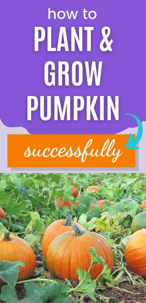 Pumpkin Plants How To Grow, How To Grow A Pumpkin, Pumpkin Planting How To Grow, Pumpkin Growing Ideas, Tips For Growing Pumpkins, Planting Pumpkins In Garden, Pumpkin Growing Tips, How To Plant Pumpkins, Pumpkin Farming