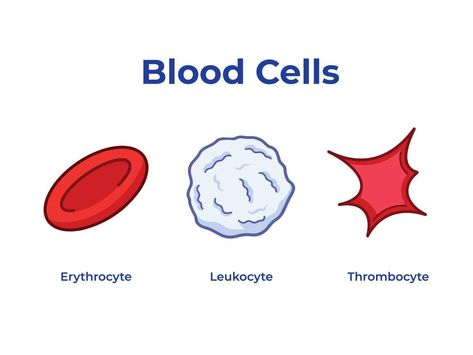 Sets of blood cells with clean outline line arts vector illustration isolated on white background. Pictogram drawing with cartoon flat art style for healthcare biology student education with texts. White Blood Cells Drawing, Red Blood Cells Drawing, Cells Drawing, Cell Drawing, Types Of Blood Cells, Cell Diagram, Biology Student, Drawing Blood, Flat Art