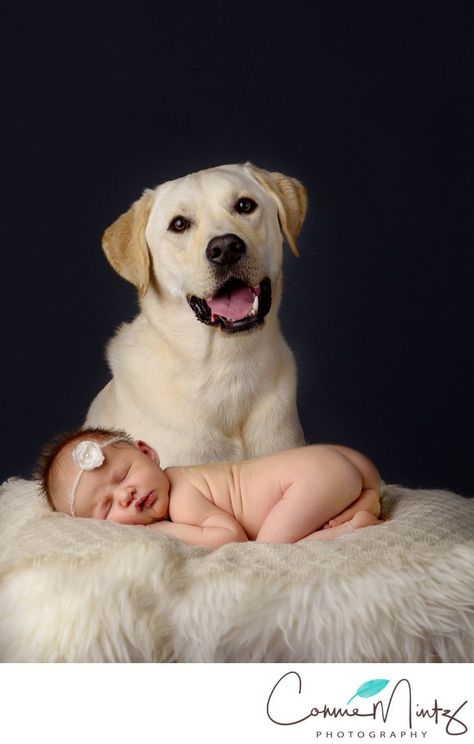 Newborn And Dog, Dog Photography Poses, Dogs Ideas, Dogs Photography, Newborn Photography Boy, Baby Sleep Problems, Newborn Baby Photos, Newborn Poses, White Lab