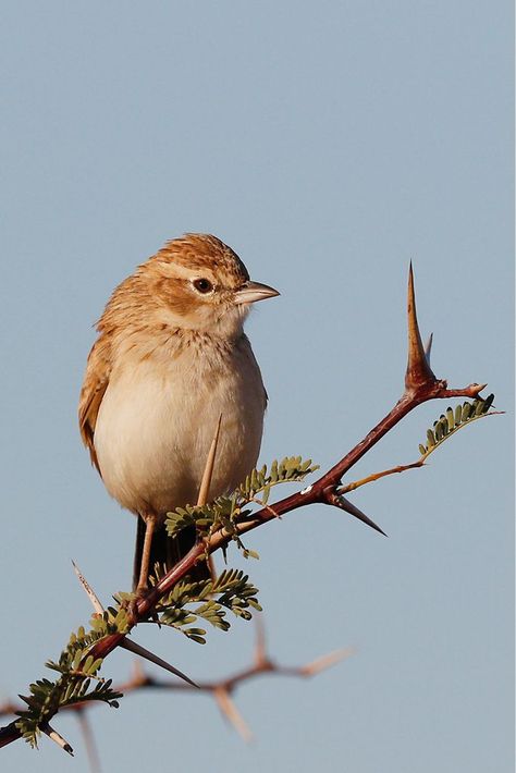 Lark Bird, Lark Tattoo, Fawn Colour, Garden Birds, Bird Artwork, Funny Birds, Birds Tattoo, Bird Garden, Small Birds