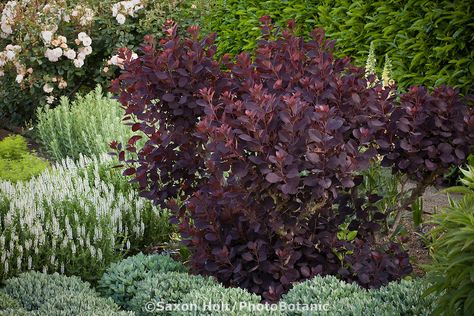 Continus Coggygria Royal Purple, Cotinus Coggygria Royal Purple, Container Evergreens, Variegated Red Twig Dogwood, Purple Shrubs, Cornus Sericea, Cotinus Coggygria, Red Twig Dogwood, Garden Library