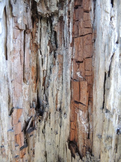 Rotten wood - South West Rocks Wooden Robots, Rotten Wood, Art Idea, A Level Art, Twin Peaks, Wood Material, Natural Forms, Old Wood, Design Background