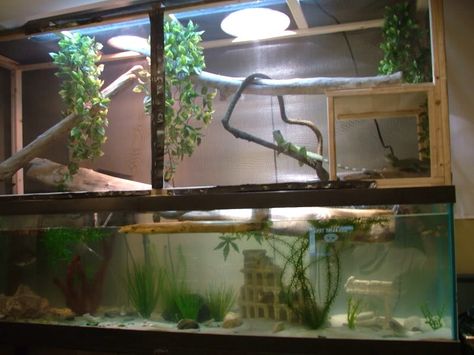 Chinese Water Dragon Enclosure Water Dragon Enclosure, Water Dragons, Hermit Crab Tank, Bearded Dragon Diy, Bearded Dragon Cage, Chinese Water Dragon, Enclosure Ideas, Bearded Dragon Care, Reptile House