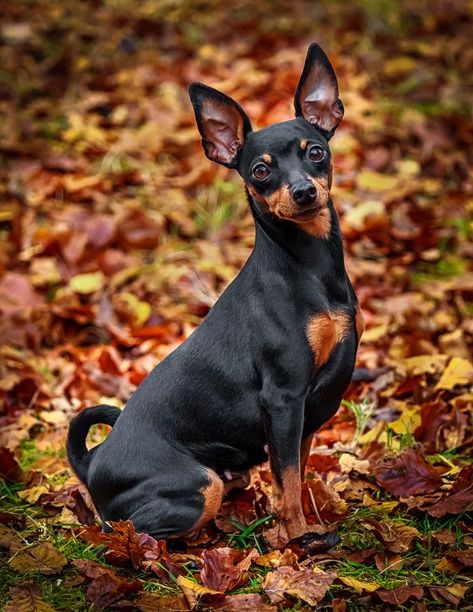 Perro Doberman Pinscher, Toy Manchester Terrier, Black And Tan Terrier, Mini Doberman, Miniature Pinscher Puppy, English Toy Terrier, Puppy List, Toy Terrier, Miniature Pinscher Dog