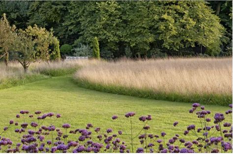 Family lawn bordered by tall grasses in foreground to oaks Trentham Gardens, Neat Garden, Verbena Bonariensis, Piet Oudolf, Meadow Garden, Grasses Landscaping, Grasses Garden, Have Inspiration, Garden Pictures