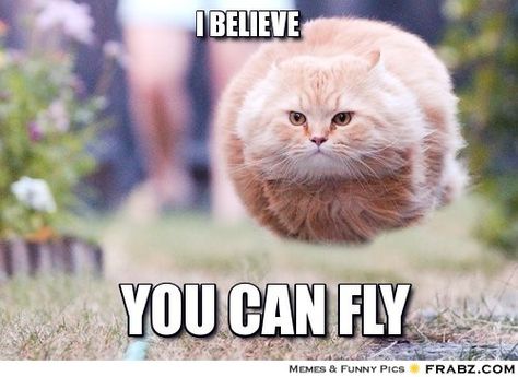 40+ Top Encouraging Meme to Motivate You Funny Motivational Memes, Hover Cat, Funny Cat Jokes, Motivational Memes, Cat Jokes, Funny Times, Humor Memes, Funny Cat Memes, Fat Cats