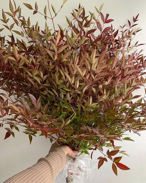 Nandina Plant, Pampas Flower, Year Round Flowers, Landscaping Shrubs, White Flowering Plants, Floral Designs Arrangements, Burgundy Paint, Fall Stem, Fall Wedding Flowers