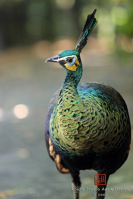 I just love peacocks! Pea Fowl, Green Peafowl, Wings Feathers, Birds Wings, Peacock Pictures, Green Peacock, Peacock Bird, Most Beautiful Birds, Charles Darwin