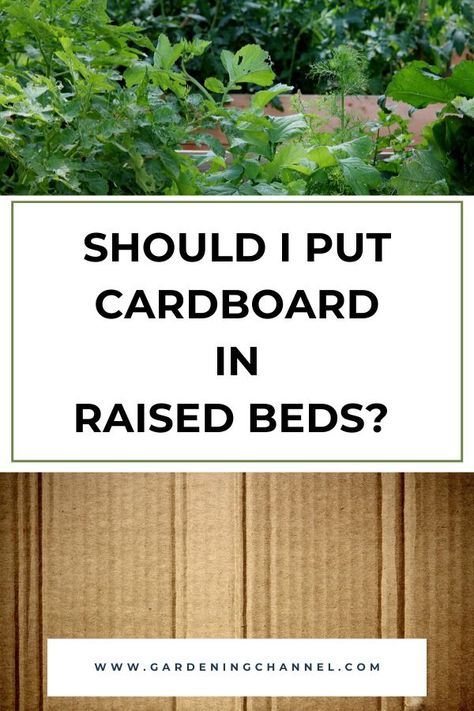 raised bed and cardboard with text overlay should i put cardboard in raised beds Vegetable Garden Beds, Vegetable Beds Raised, Raised Flower Beds, Vegetable Garden Raised Beds, Weed Barrier, Gardening Zones, Plant Seedlings, Garden Weeds, Front Yard Garden Design