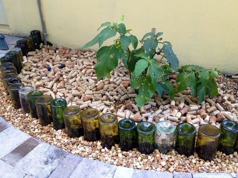 Wine bottle border with wine cork mulch. Mulching Ideas, Wine Bottle Ideas, Wine Bottle Trees, Wine Bottle Garden, Wine Bottle Planter, Flower Bed Edging, Bottle Trees, Plants In Bottles, Bottle Ideas