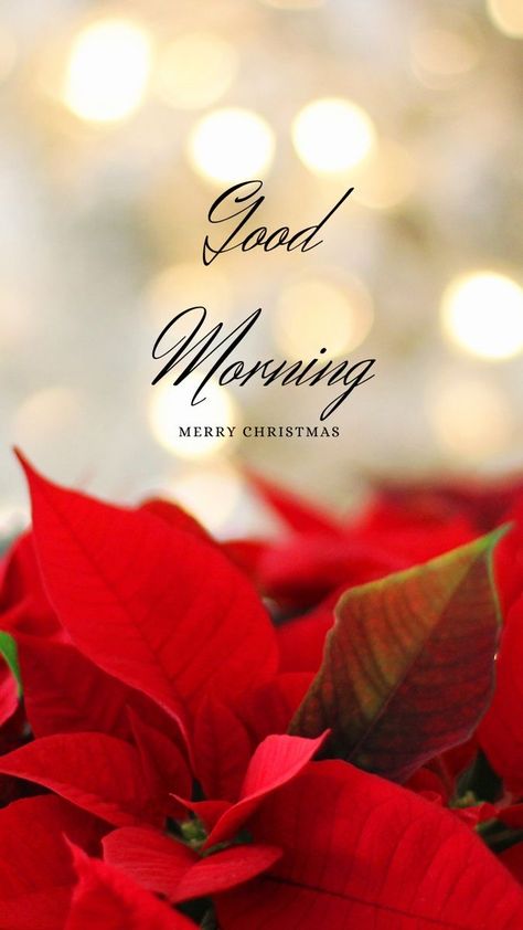 Good Morning Christmas Images, Good Morning Merry Christmas, Christmas Wishes Greetings, Christmas Greetings Quotes, Christmas Card Wishes, Good Morning Christmas, Christmas Wishes Quotes, Christmas Card Sayings, Merry Christmas Wallpaper