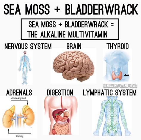 Sea moss and bladderwrack, benefits all of those organs, to purchase, click the link in bio. Takes 7 to 10 days to ship. We ship world… Bladderwrack Benefits, Dr Sebi Herbs, Dr Sebi Alkaline Food, Brain Foods, Alkaline Diet Recipes, Benefits Of Organic Food, Alkaline Diet, Herbs For Health, Sea Moss