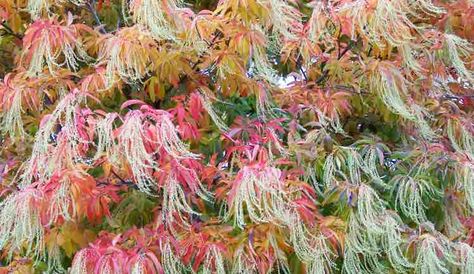 oxydendrum arboreum Fall color Sourwood Tree, Washington Garden, City Tree, Meadow Garden, Lake Oswego, Botanical Beauty, Bedding Plants, Fall Color, Small Trees