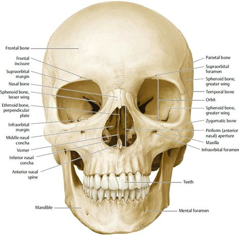 Facial bones and Neurocranium - frontal view Anatomy Of The Face, Human Skull Drawing, Skeletal System Anatomy, Anatomy Education, Human Skeleton Anatomy, Medical Drawings, Facial Bones, Skull Anatomy, Eye Anatomy