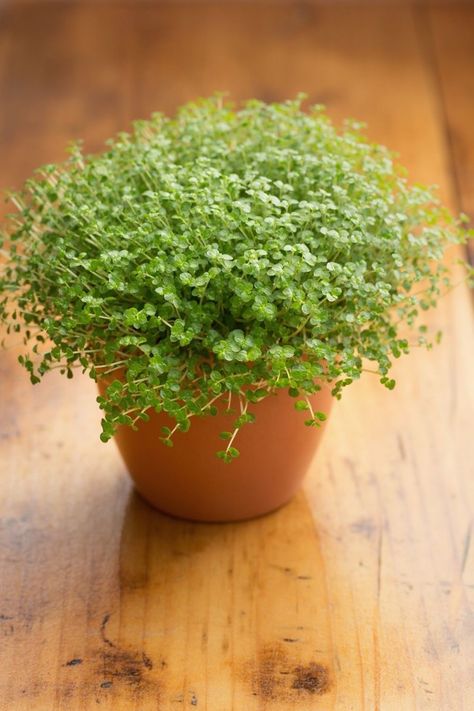 5 indoor plants you can't kill by overwatering | Better Homes and Gardens Soleirolia Soleirolii, Watering Plants, Best Indoor Plants, Bathroom Plants, Homes And Gardens, Water Plants, Dream Garden, Better Homes And Gardens, Better Homes