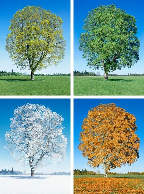 North America’s white ash, pictured here through four seasons, is one of six ash tree species to enter the red list, with five listed as critically endangered – only one step from going extinct How To Sell Art, African Antelope, Florida Weather, Ash Tree, Spring Family, Summer Lake, Pallet Outdoor, Sell Art, Happy Paintings