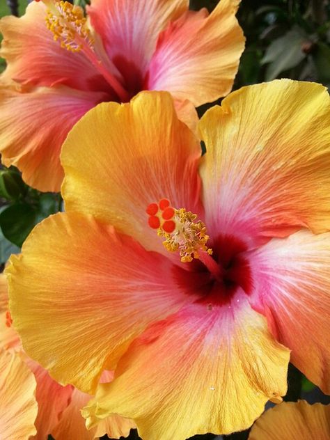 Hibis-kiss. Love these colors! Flowers Garden Ideas, Gardening Inspiration, Hibiscus Plant, Nothing But Flowers, Flower Therapy, Garden Oasis, Images Esthétiques, Pretty Plants, Beautiful Flowers Pictures