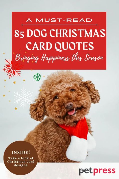 Christmas Quotes Dogs, Dog Holiday Quotes, Dog Christmas Card Sayings, Dog Christmas Captions, Funny Christmas Cards With Dogs, Christmas Dog Sayings, Dog Holiday Card, Christmas Card Wishes Quotes, Dog Christmas Quotes