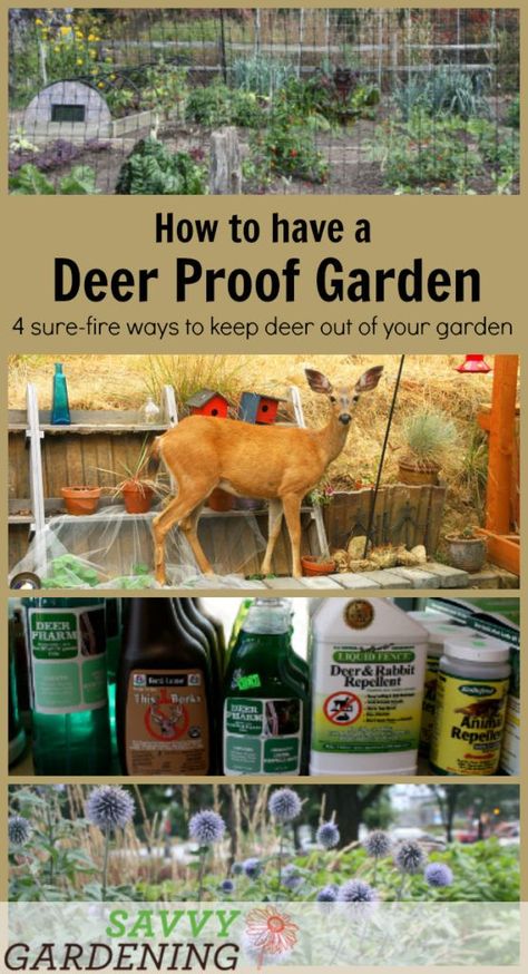 Four useful and practical tactics to lead you toward a deer proof garden. Deer Proof Garden, Cottage Yard, Deer Repellent, Slugs In Garden, Deer Resistant Garden, Deer Repellant, Lawn Pests, Organic Insecticide, Permaculture Garden