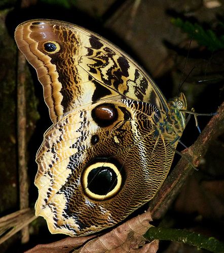 ˚Owl-butterfly, Caligo atreus agesilaus Giant Owl, Owl Butterfly, Butterfly And Moth, Moth Butterfly, Moth Caterpillar, Owl Eyes, Butterflies And Flowers, A Butterfly, Beautiful Butterflies