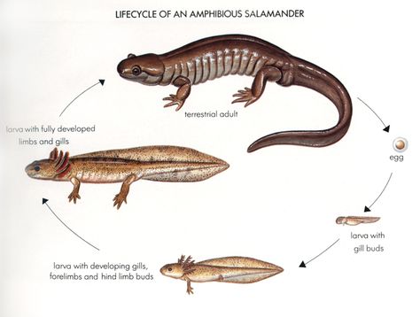 yellow  Axolotl | David | all galleries >> monitor_forum_stuff > generic salamander life ... Axolotl Life Cycle, Amphibian Drawing, Axolotl Crafts, School Newsletters, Chinese Giant Salamander, Tiger Salamander, Science Life Cycles, Giant Salamander, Animal Life Cycles