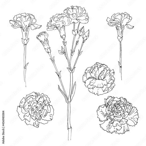 Carnation Drawing, Carnation Flower Tattoo, Drawings Of Flowers, Carnation Tattoo, Flower Sketches, Carnation Flower, Black And White Drawing, Old School Tattoo, Cute Tattoos