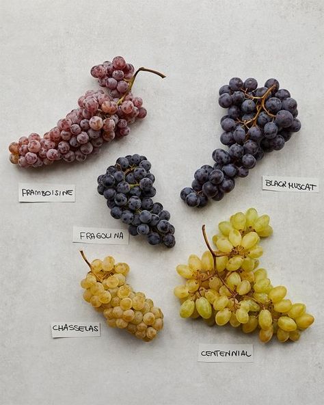 Natoora on Instagram: "It’s time to reset our expectations around grapes. ⁠ ⁠ Many of us have become used to the homogeneity of standard offerings: taut, waterlogged grapes with no notable flavour profile beyond 'sweet'. ⁠ ⁠ Right now, we're sourcing five grape varieties from minimum intervention growers in Piedmont, Italy and Moissac, southwestern France. We have selected each variety to demonstrate what is possible when we set flavour as the marker of quality. ⁠ ⁠ FRAGOLINA⁠ With flesh that se Grape Types, Grape Varieties, Piedmont Italy, Chefs Kitchen, In Season Produce, Aesthetic Stuff, Flavor Profiles, Kids Activities, Food Art