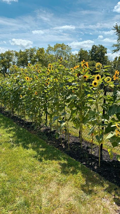 Will you be growing a sunflower fence this summer?🌻 #gardenideas #sunflowers | Sabrina Pougnet | Sunflower House Garden, Sunflower Garden Bed, Sunflower Fence Line, Sunflower Privacy Fence, Sunflowers Along Fence, Sunflower Hedge, Backyard Sunflowers, Sunflower Landscaping, Sunflower Garden Ideas