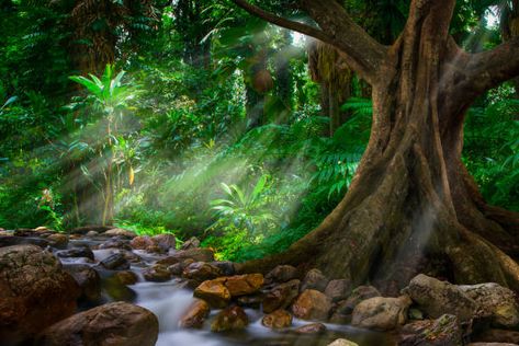 Fantasy Jungle, Fantasy Fanart, Fantasy Concept, Fantasy Pictures, Fantasy Places, Tropical Rainforest, Fantasy Concept Art, Painting Photos, Tropical Plants