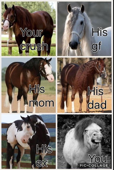 Horses Funny, Funny Horse Memes, Tierischer Humor, Horse Quotes Funny, Horse Jokes, Funny Horse Videos, Funny Horse Pictures, Inspirational Horse Quotes, Horse Riding Quotes