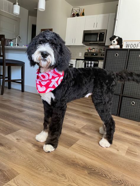 At Berdoodle, Groomed Sheepadoodle, Bernadoodle Short Haircut, Borderdoodle Haircuts, Bordoodle Haircut, Shaved Bernedoodle, Sheepadoodle Summer Haircut, Short Bernedoodle Haircut, Bernedoodle Haircut Styles Summer