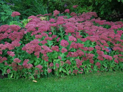 Hylotelephium spectabile ‘Brilliant’ Shade Perennial Garden, Part Shade Perennials, Dog Friendly Plants, Sedum Plant, Long Blooming Perennials, Drought Resistant Plants, Sun Perennials, Garden Planner, Shade Perennials