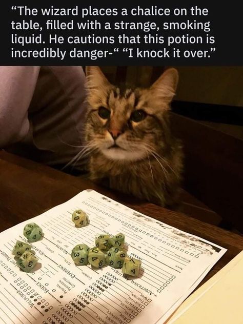 D D Funny, Dnd Memes, Dungeons And Dragons Memes, Dragon Memes, Dnd Funny, D&d Dungeons And Dragons, Silly Jokes, Funny Animal Memes, Grumpy Cat