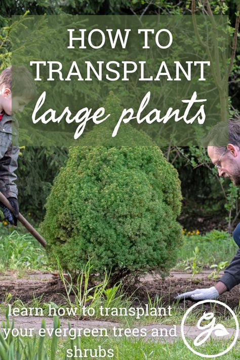 Can you transplant a large shrub or tree without killing it? What is the process for transplanting such a large plant? Get the Know How on transplanting large evergreens with the link. Japanese Yew Hedge, Tree Transplanting, Green Giant Arborvitae, Mesquite Tree, Evergreen Bush, Arborvitae Tree, Fall Planting, Big Backyard, Conifer Trees