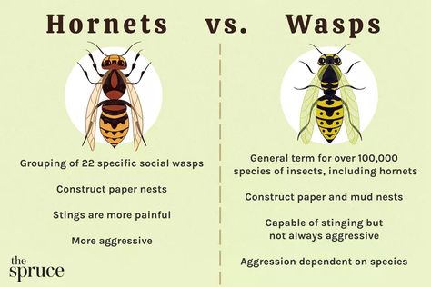 Hornet vs. Wasp: Here's How to Tell the Difference Wasp Stings, Hornets Nest, Wasp Nest, Creepy Things, Bees And Wasps, Yard Care, Yellow Jacket, Wasp, Hornet