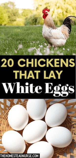 Chicken Breeds For Eggs, Backyard Raised Garden, Leghorn Chickens, Types Of White, Polish Chicken, Layer Chicken, Types Of Chickens, Egg Laying Chickens, White Egg