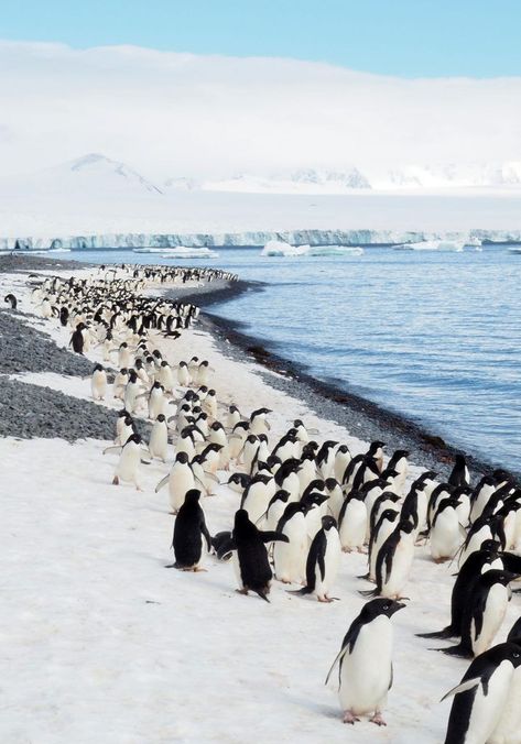 Antarctica Wildlife, Antarctica Cruise, Antarctica Travel, Adelie Penguin, Citizen Science, Les Continents, Argentina Travel, Natural Landscapes, Ushuaia