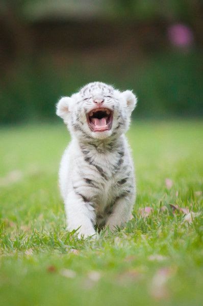 Nature's lovers on Twitter: "… " Baby Tigers, Regnul Animal, Tiger Cub, Bengal Tiger, White Tiger, Animal Photo, Beautiful Cats, 귀여운 동물, Animals Friends