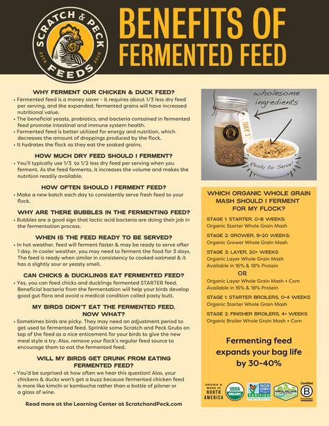 How to Ferment Chicken Feed - Scratch & Peck Feeds How To Ferment Chicken Feed, Fermented Chicken Feed Recipe, Fermented Chicken Feed, Fermenting Chicken Feed, Diy Coop, Duck Feed, Backyard Ducks, Chicken Coop Garden, Farm Work