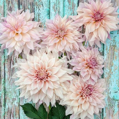 Table Rose, October Sky, Dahlias Garden, Growing Dahlias, Cut Flower Garden, Rustic Blue, Pink And Purple Flowers, Chippy Paint, Pink Petals