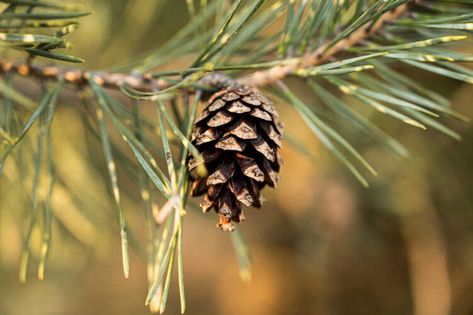 Recipe Desert, Pine Pitch, Pine Needle Tea, Vitamin C Tablets, Herbal Steam, Fir Cones, Wild Food Foraging, Pine Essential Oil, Desert Environment