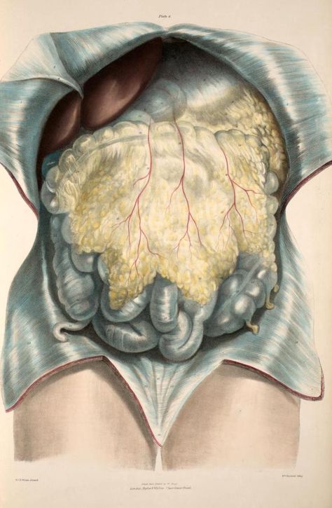 Anterior abdominal wall divided and reflected to show the omentum, intestines and liver from 'Viscera of the Human Body' by Jones Quain, 1840. ~~ www.facebook.com/TheIrregularAnatomist ~~ www.twitter.com/Irr_Anatomist Intestines Painting, Pencil Colour Painting, Antique Anatomy, Vintage Anatomy, Medicine Studies, Figure Drawings, Historical Illustration, Human Anatomy Drawing, Human Body Systems