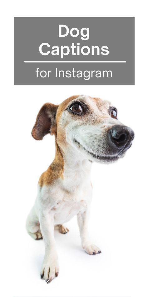 Instagram captions for dog photos and dog puns that you will love. Ideas for dog photo captions for Instagram. Caption ideas for your puppy pics that every dog mom will love. All the best dog puns to use as captions. If you are looking for quotes, puns or captions for your dog photos, this is for you! I you have a cute dog, you are probably taking lots of pics and need caption ideas to use on Instagram. #captionideas #instagramcaptions #dogphoto #dog #puppy #dogmom #doglover #doggy #doggo Dogs Captions Instagram Cute, Captions For Dog Pictures, Dog Captions For Insta, Funny Dog Captions, Dog Captions, Dog Instagram Captions, Cute Short Quotes, Cute Animals With Funny Captions, Mutt Dog