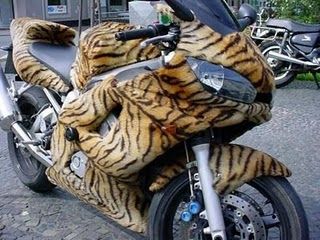 Funny Tiger, Tiger Images, Jungle Love, Tiger Skin, Motorcycle Pictures, Street Bikes, Unique Cars, Tiger Print, Cool Bikes