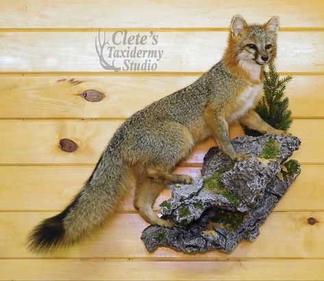 Life sized gray fox mount taxidermy Fox Taxidermy Mount, Fox Mounts Taxidermy, Coyote Mounts, Bobcat Mounts, Wet Specimen, Taxidermy Mounts, Vulture Culture, Grey Fox, Wildlife Art