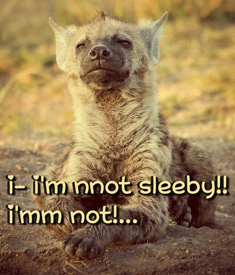 Spotted Hyena Art, Hyena Cute, Silly Hyenas, Hyena Fursona, Roadkill Animals, Cute Hyena, Spotted Hyena, Punk Cats, You Are Cute