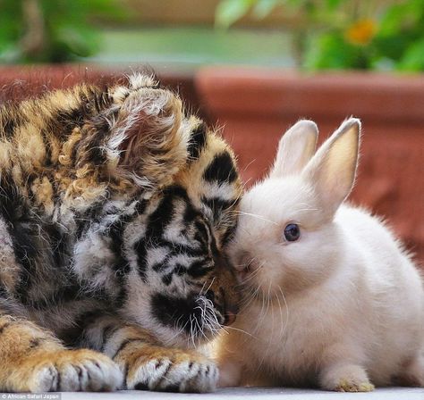 The revealing images show how the animals have yet to gain their animal… Unlikely Animal Friends, Baby Tigers, Baby Tiger, Animals Friendship, Tiger Cub, Sweet Animals, Animal Photo, Cute Little Animals, 귀여운 동물