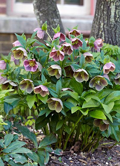 Best Plants For Shade, Shade Landscaping, Shade Garden Design, Shade Loving Perennials, Shade Garden Plants, Lenten Rose, Organic Mulch, Shade Flowers, Shade Perennials