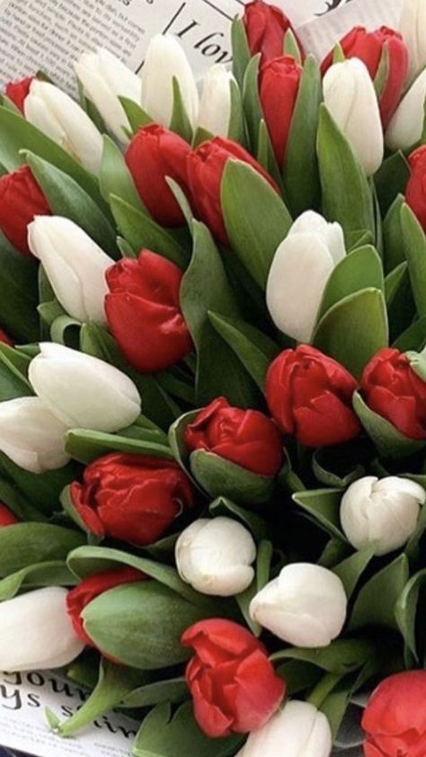 Red And White Tulips Bouquets, Red Tulips Wedding, Red Tulips Aesthetic, Tulips Lockscreen, Rose And Tulip Bouquet, Red Tulips Wallpaper, Tulip Bouquet Wedding, Red And White Tulips, Red Tulips Bouquet