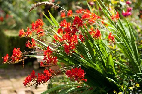 Vineyard Cottage, Crocosmia Lucifer, Cottage Landscaping, Late Summer Flowers, Plant Structure, Summer Flowers Garden, Hummingbird Garden, Future Garden, Plant Protection